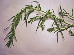 معرفی گیاهان - ترخون - طرخون